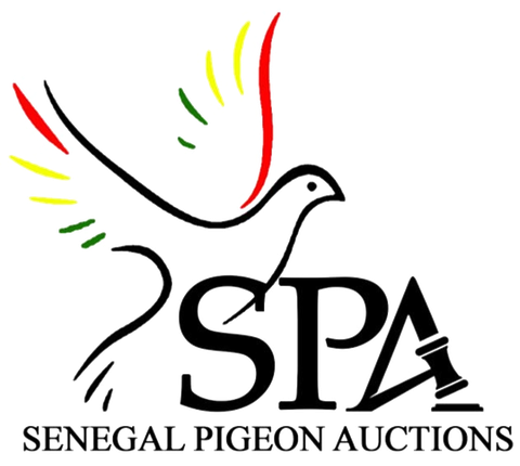 Senegal Pigeon Auctions